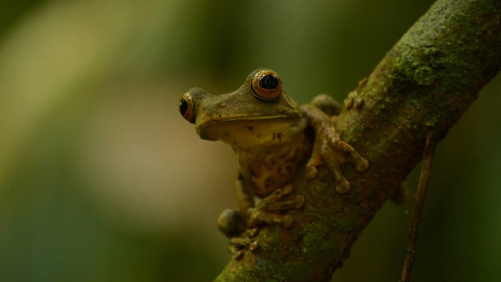 Amazon frog