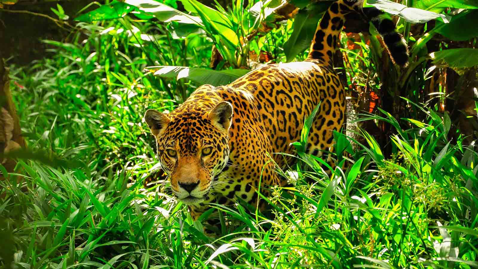 Amazon Jaguar