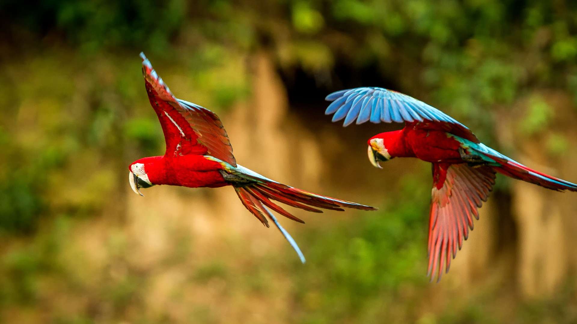 Amazon parakeets