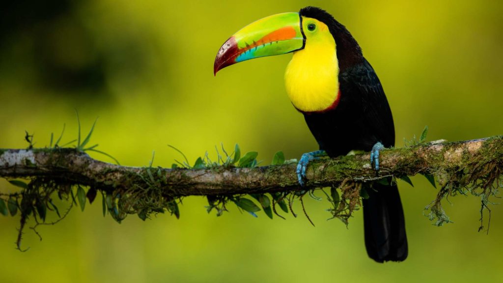 Amazon tucan