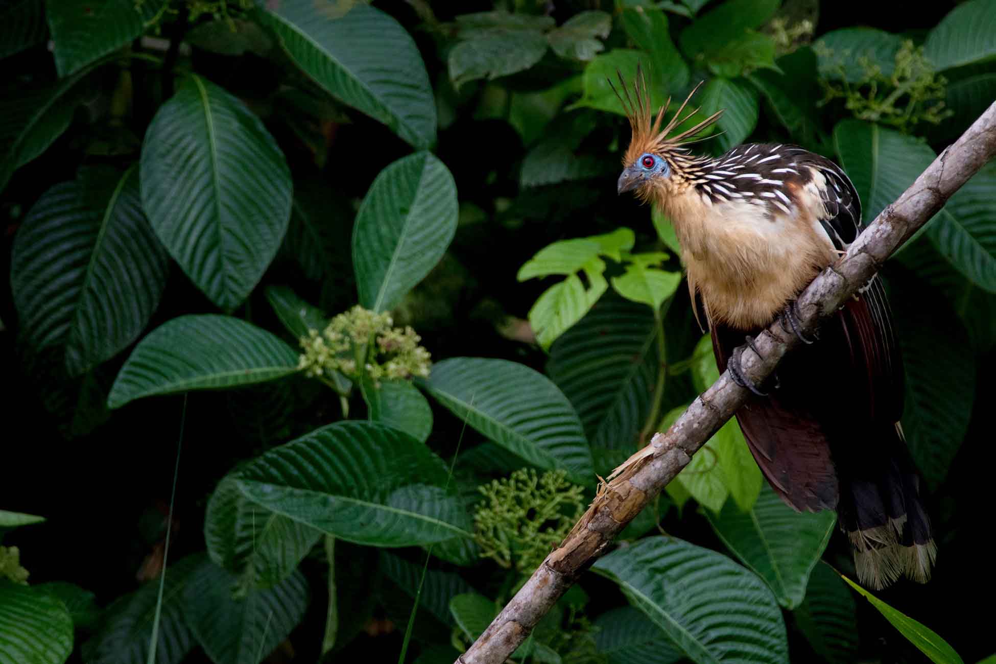 Napo Wildlife Center | Bird