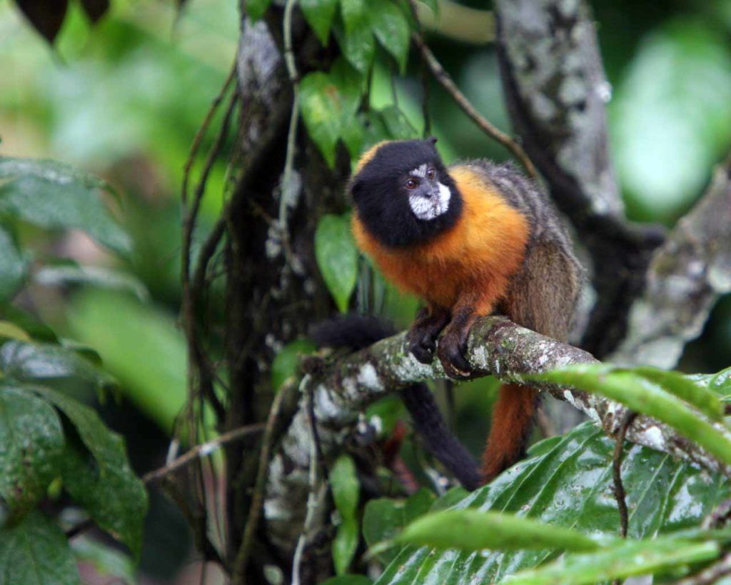 Tamarin Monkey